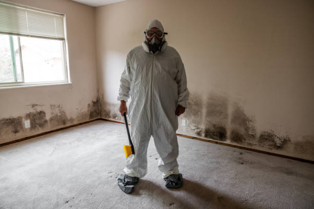 Best Black Mold Removal  in Woodmere, LA